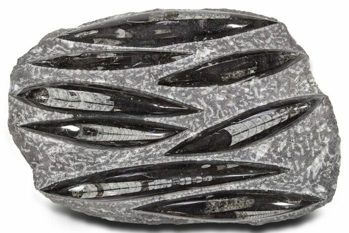 Polished Fossil Orthoceras (Cephalopod) Plate - Morocco #359566